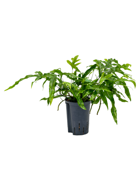 Wasserpflanze Microsorum