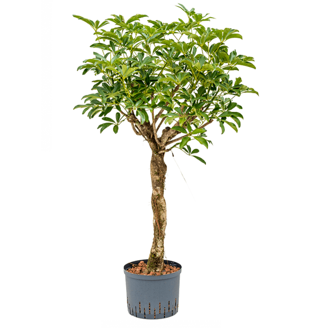 Wasserpflanze Schefflera Arboricola Compacta
