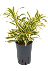 Wasserpflanze Pleomele (Dracaena) Reflexa Song Of India