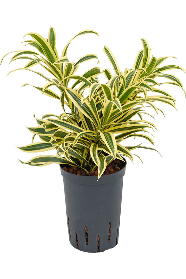 Wasserpflanze Pleomele (Dracaena) Reflexa Song Of India