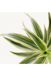 Wasserpflanze Pleomele (Dracaena) Reflexa Song Of India