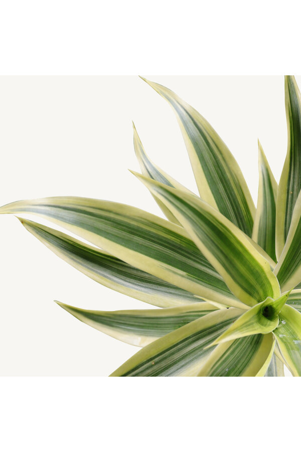 Wasserpflanze Pleomele (Dracaena) Reflexa Song Of India