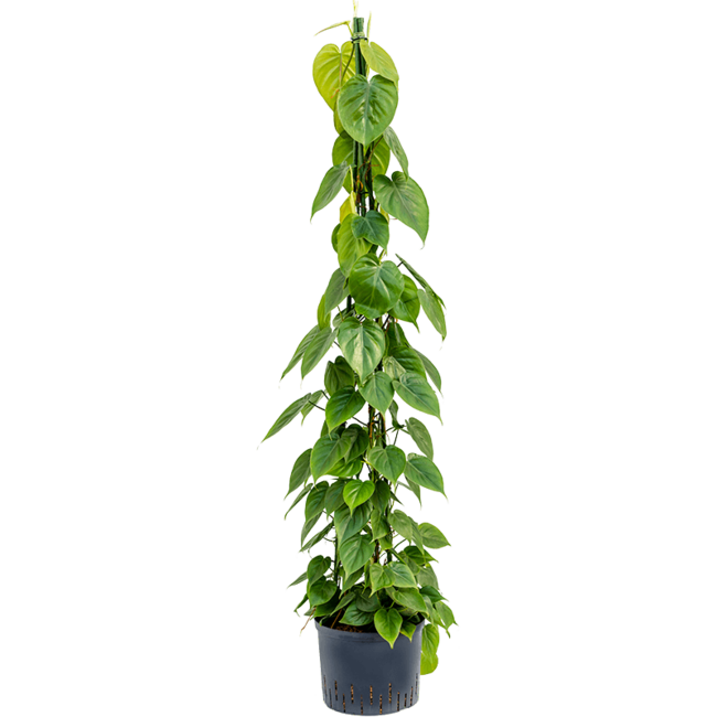 Wasserpflanze Philodendron Scandens