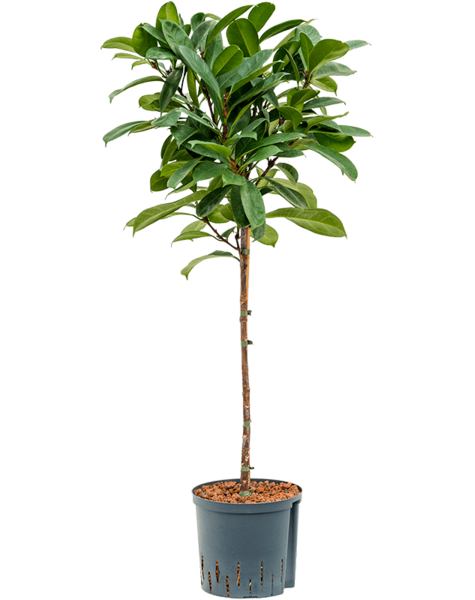 Wasserpflanze Ficus