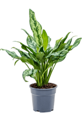 Aglaonema Fräulein Julliete