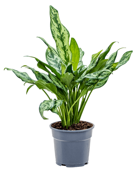 Aglaonema