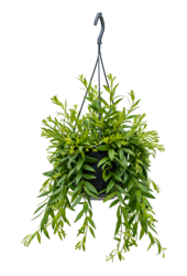 Aeschynanthus Japhrolepis