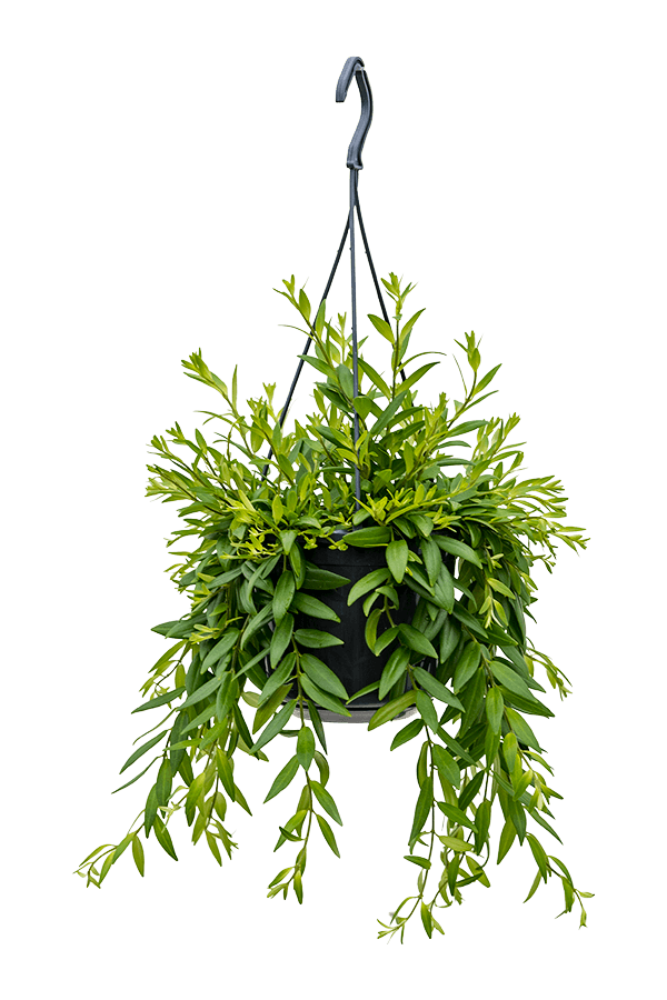 Aeschynanthus Japhrolepis