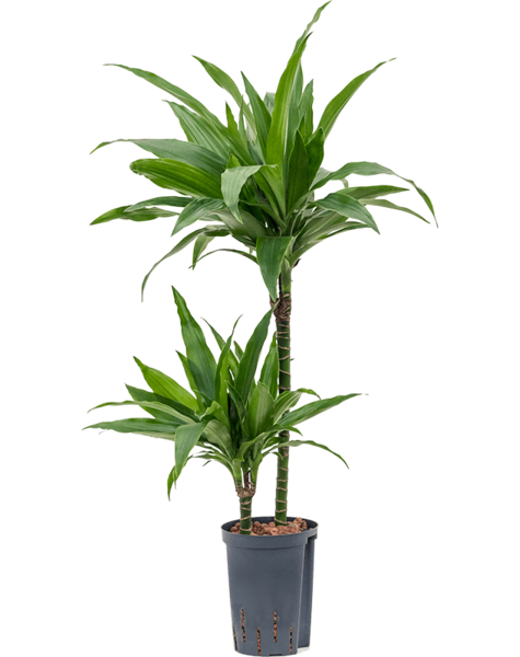 Dracaena fragrans 'Janet Craig'