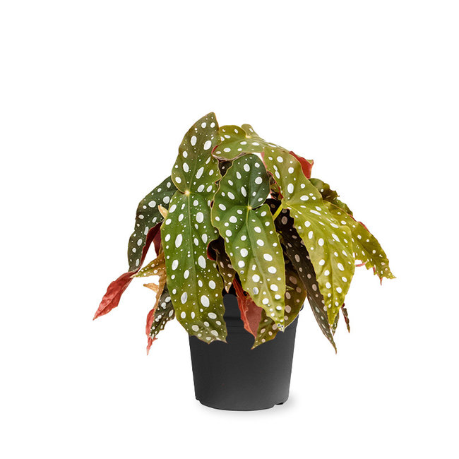 Begonia maculata 20/12