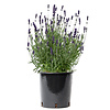 Lavendel Lavandula angustifolia