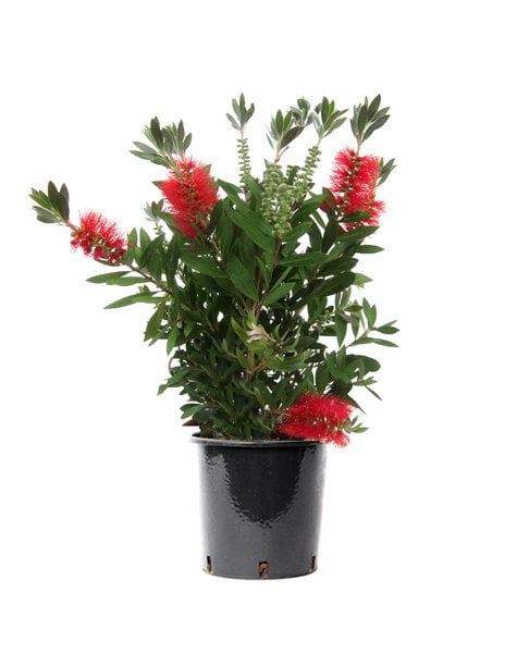 Callistemon