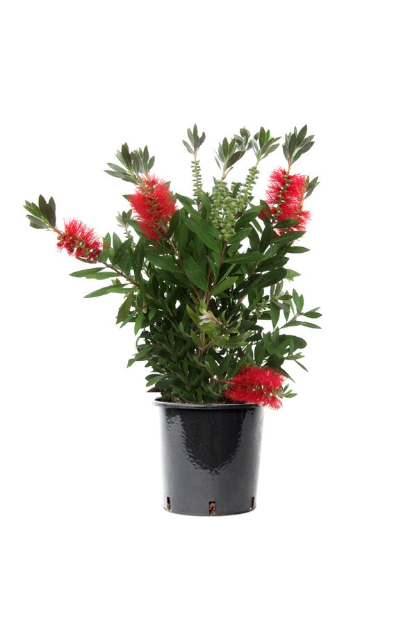 Callistemon Leavis Strauch