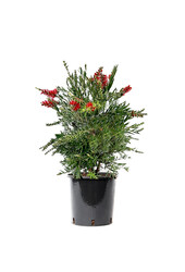 Callistemon Lampenschirmstrauch M