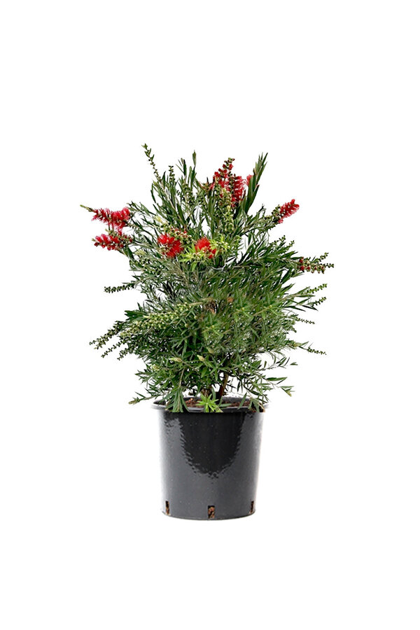Callistemon Lampenschirmstrauch M