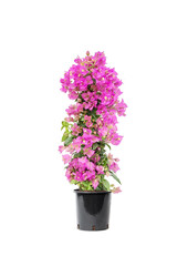 Bougainvillea-Pyramide