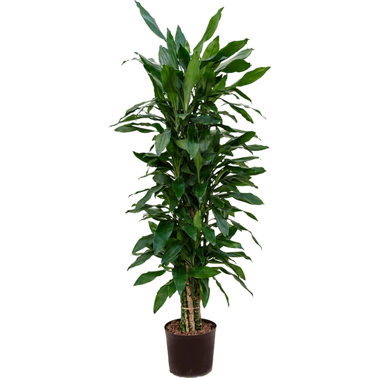 eibe hillii hecke Becher-Eibe Hillii (Taxus Media Hillii) - Ohne Beeren | 60-80 cm mit  Wurzelballen