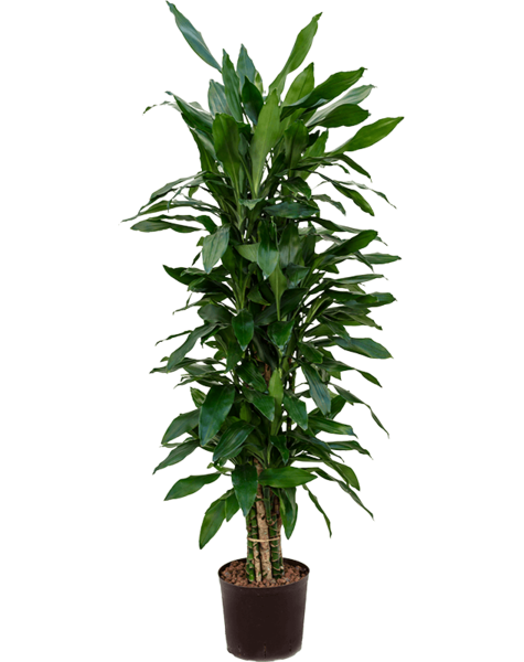Dracaena Fragans Janet Lind