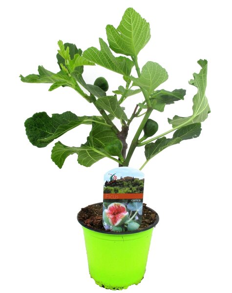 Ficus Carica Feigenbaum