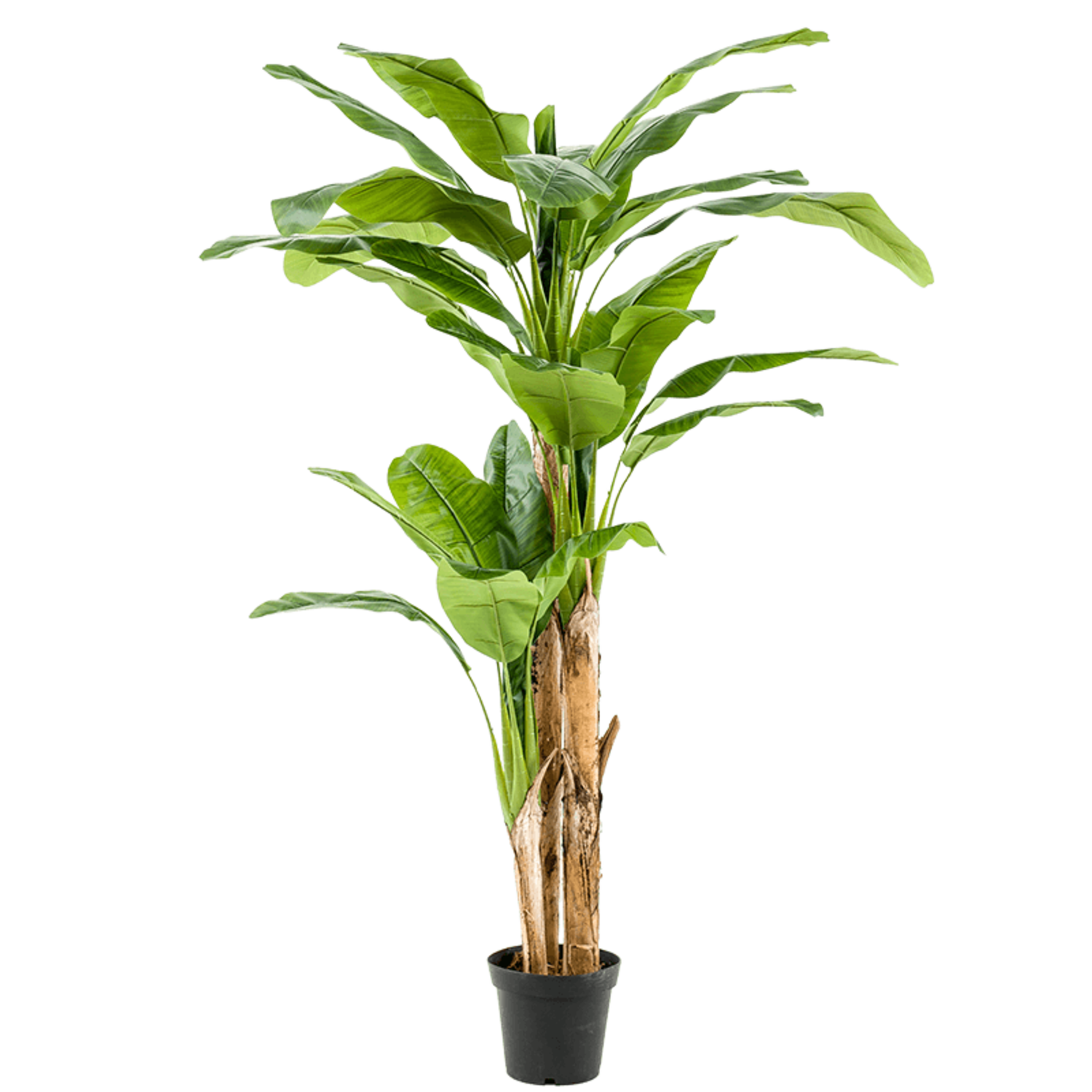 Bestellen Sie Ihre Banana Plant Kunstpflanze online? - www.fleurdirect.com