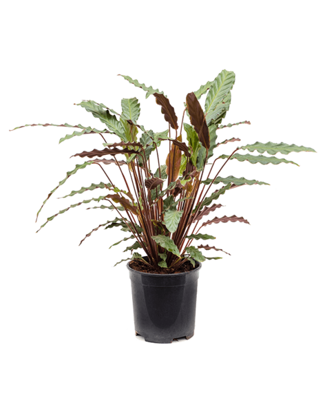 Calathea