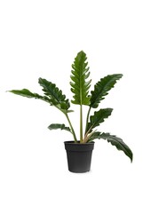 Schmaler Philodendron