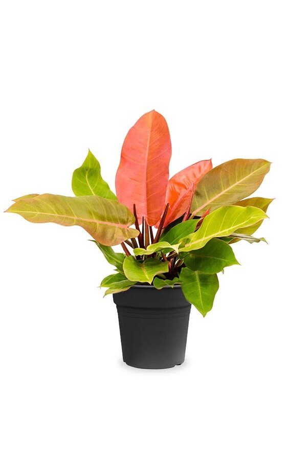 Philodendron 'Prinz von Orange'