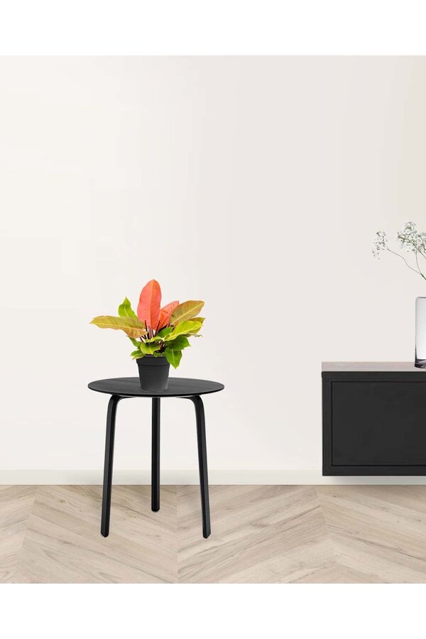 Philodendron 'Prinz von Orange'