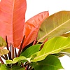 Philodendron 'Prinz von Orange'