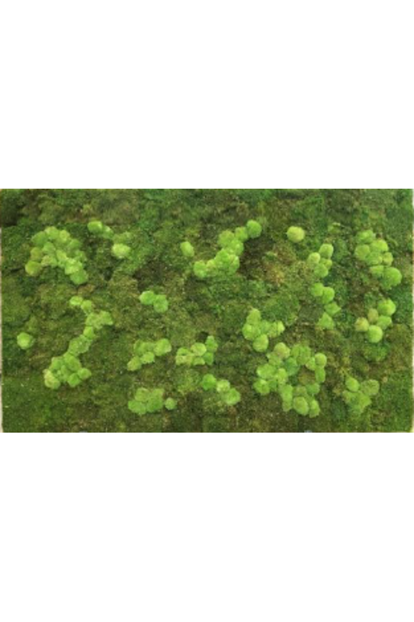 Moos-Gemälde 100x200