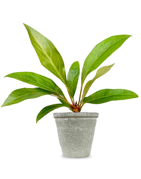 Babypflanze Anthurium Dschungelkönig