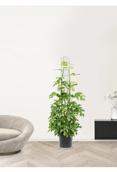 Monstera Minima L