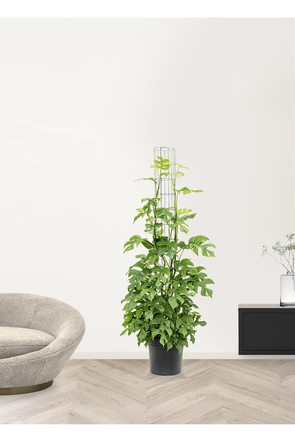 Monstera Minima L