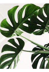 Monstera Minima L