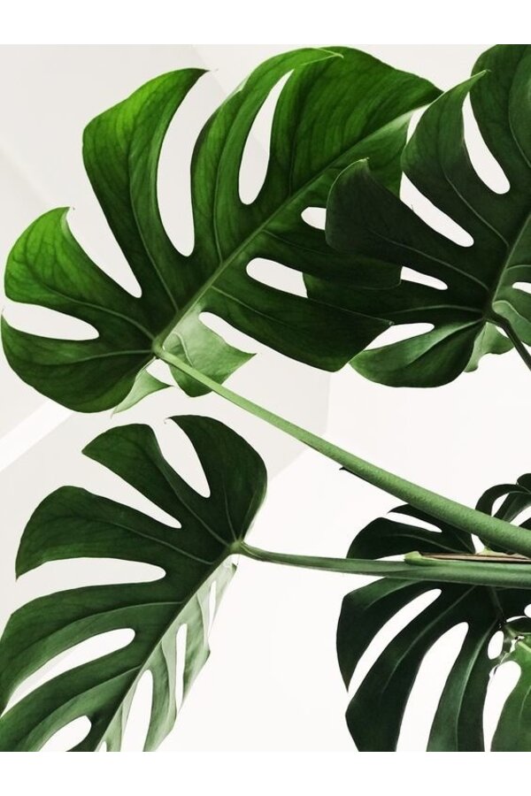 Monstera Minima L