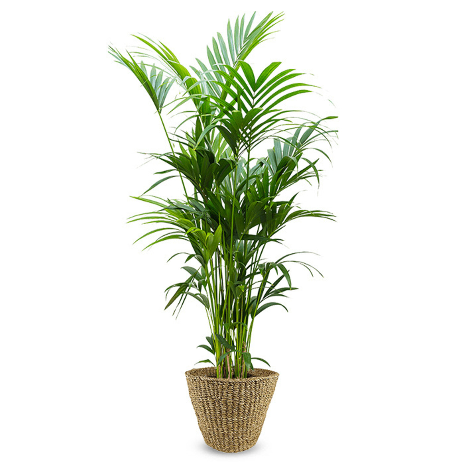 Kentia palm XXL | Direkt vom Zchter kaufen - www.fleurdirect.com