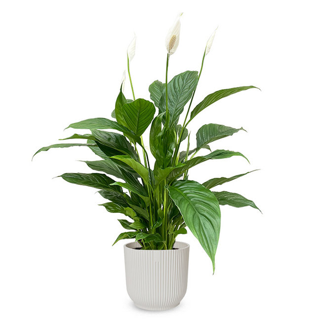 Einblatt Spathiphyllum im Vibes Fold