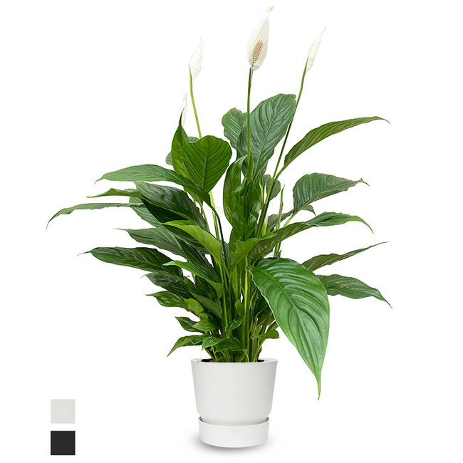 Einblatt Spathiphyllum im Greenville