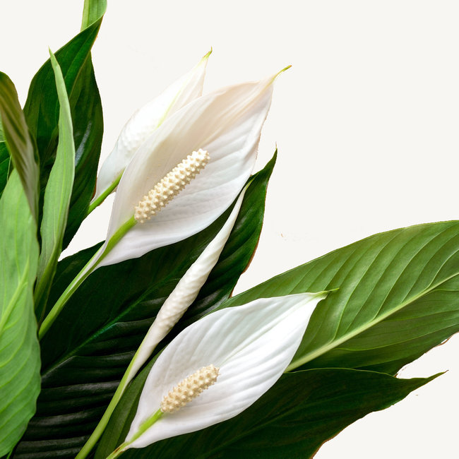 Einblatt Spathiphyllum im Greenville