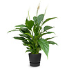 Einblatt Spathiphyllum im Greenville