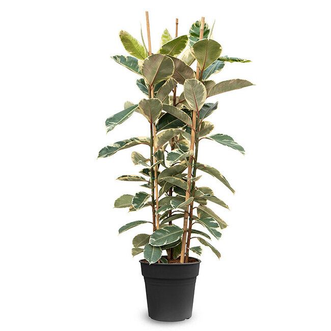 Ficus Elastica Tineke L