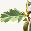 Ficus Elastica Tineke L