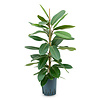 Hydrokulturpflanze Ficus Americana Tresor