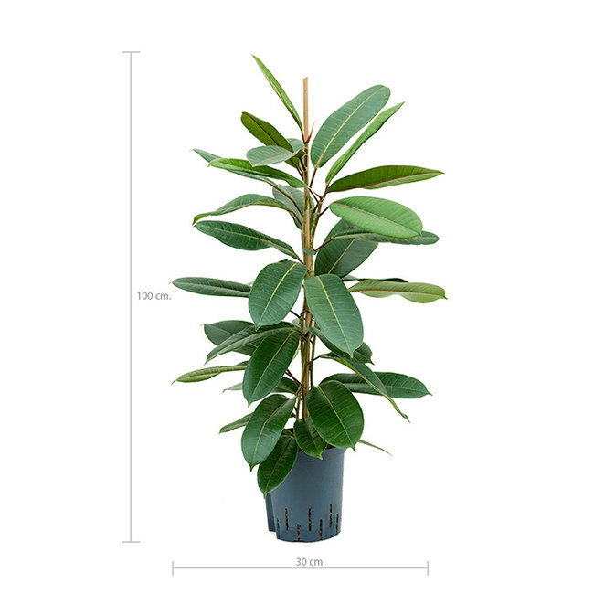 Hydrokulturpflanze Ficus Americana Tresor