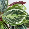 Calathea Rosea picta