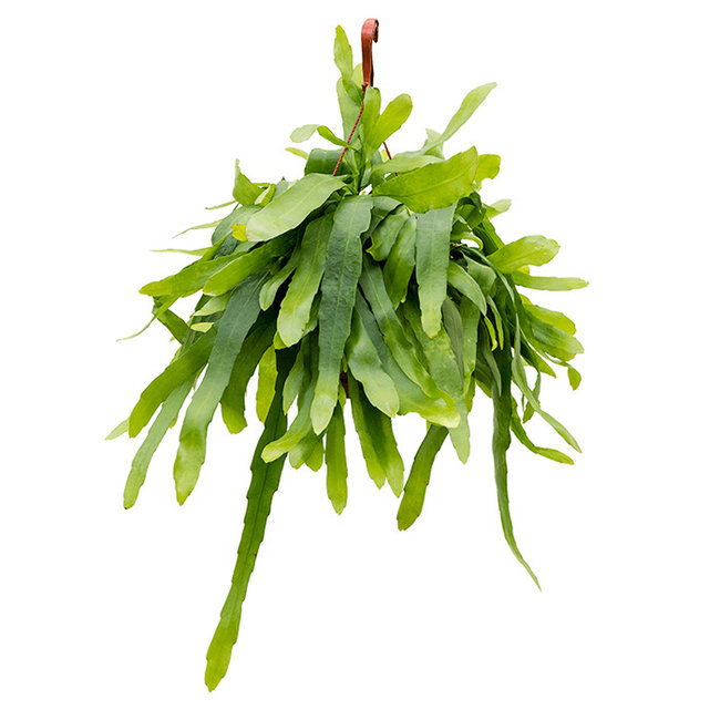 Epiphyllum pumilum L