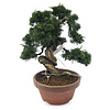 Bonsai Wacholder