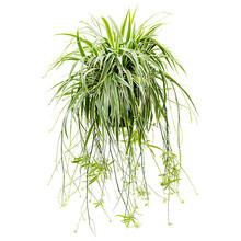 Chlorophytum