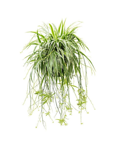 Chlorophytum