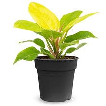 Philodendron